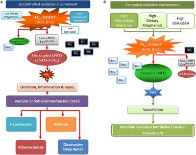 Role of Dietary Antioxidants in the Preservation of Vascular Function and the Modulation of Health and Disease